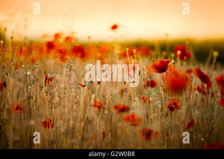 Roter Mohn Blumen im Juni in Rheinland-Pfalz, Deutschland Stockfoto