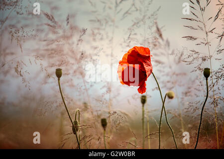 Roter Mohn Blumen im Juni in Rheinland-Pfalz, Deutschland Stockfoto