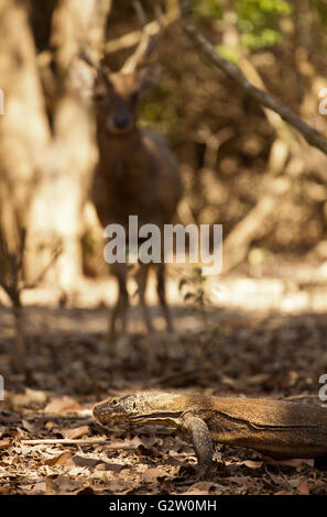 Komodo Dragon größte Eidechse im National Park. Indonesien. Stockfoto