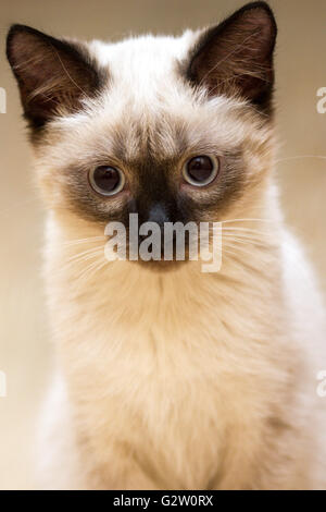 ein kleines flauschig blauäugige Siam Kätzchen sitzen Stockfoto