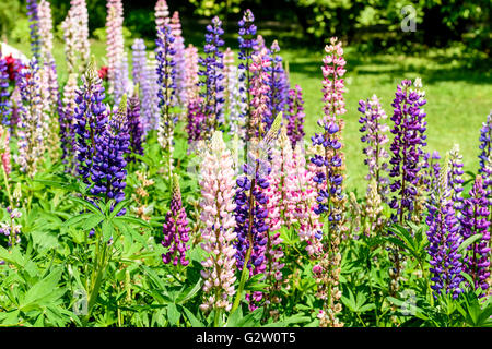 Löwenmaul lila und rosa Blüten im Frühjahr Stockfoto