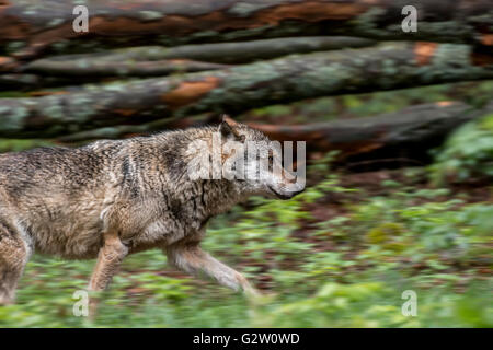 Einsamer grauer Wolf / graue Wolf (Canis Lupus) laufen im Wald Stockfoto
