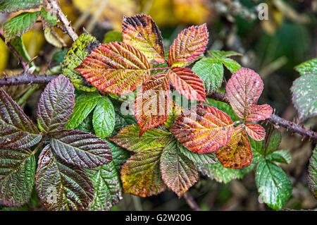 Brombeere oder Brombeere (Rubus Fruticosus) verlässt im Herbst zeigt schöne Farben Stockfoto