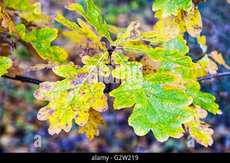 Nahaufnahme der Stieleiche (Quercus Robur) Blätter Farbwechsel im Herbst Stockfoto