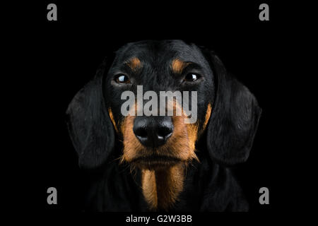 Studio Portrait Dackel vorne Stockfoto