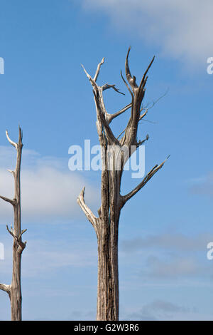 Detail von einem getrockneten Baum im Amazonas in Brasilien mit blauen Himmel im Hintergrund Stockfoto