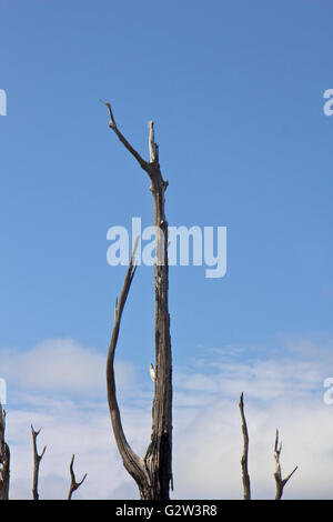 Detail von einem getrockneten Baum im Amazonas in Brasilien mit blauen Himmel im Hintergrund Stockfoto