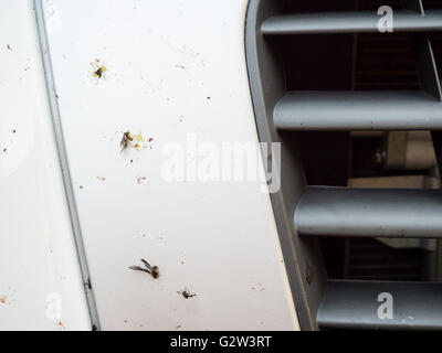 Nahaufnahme der abgestürzten Insekten auf einem weißen Auto vorne. Der Kühlergrill ist teilweise sichtbar. Stockfoto