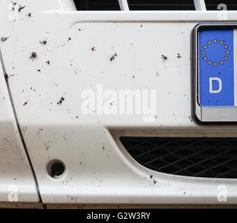 Nahaufnahme der abgestürzten Insekten auf einem weißen Auto vorne. Deutsche / Europäische Union nationale Kennzeichen teilweise sichtbar. Stockfoto