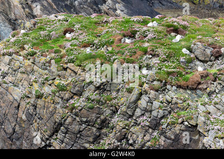 Seemöwen nisten auf einer Klippe Ness Isle of Lewis Western Isles äußeren Hebriden Schottland Großbritannien Stockfoto