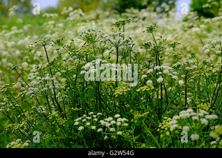 Kuh Petersilie (Anthriscus Sylvestris) wachsen in einem Feld in Devon Stockfoto