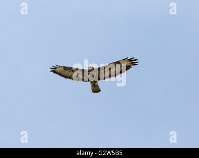 Hawk gleiten auf klaren, blauen Himmel, auf der Suche nach Beute Stockfoto