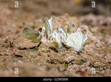 Gruppe von weißen Schmetterlinge auf dem Boden ernähren sich von Salzen und Mineralien aus dem Boden Stockfoto