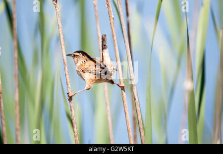 Marsh Wren zwischen zwei Schilf und halten mit beiden Füßen. Stockfoto