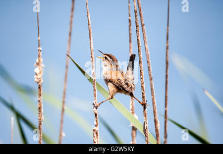 Marsh Wren zwischen zwei Schilf hält sich mit beiden Füßen und singt es Herz weg. Stockfoto