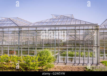 Industrielle Gewächshaus mit bunten Blumen in den Niederlanden Stockfoto