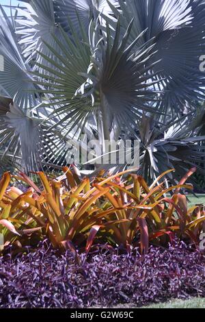 Bismarck-Palme in den formalen Gärten bei Fairchild Tropical Botanic Garden in Coral Gables, Florida. Stockfoto