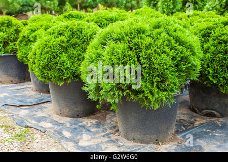 Immergrünen Zypressen Pflanzen in Töpfen auf Tree farm Stockfoto