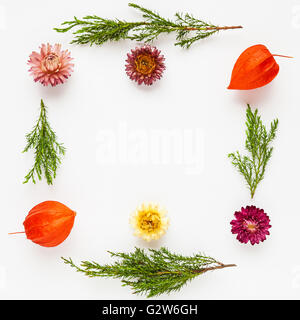 Rahmen von Trockenblumen und Wacholder Zweige auf weißem Hintergrund. Flache Laien Grenze Zusammensetzung, Ansicht von oben. Stockfoto