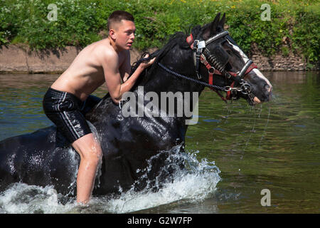 Appleby in Westmorland, U.K. 2. Juni 2016. Ein Zigeuner junge schwimmen sein Pferd in den Fluss Eden am ersten Tag der 2016 Appleby Horse Fair. Die Messe existiert seit 1685 unter dem Schutz einer Urkunde von König James II. Ab der ersten ist Donnerstag im Juni und läuft für eine Woche die Messe von Roma-Zigeuner, Pferdehändler und Reisende aus in ganz Europa besucht.  Bildnachweis: Mark Richardson/Alamy Live-Nachrichten Stockfoto