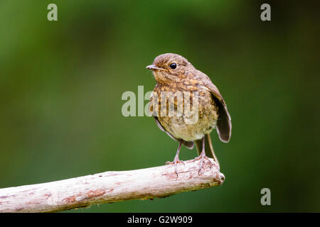 3. Juni 2016. Diesem jugendlichen Robin (Erithacus Rubecula) schienen zu genießen die Aufmerksamkeit, wie es "WINKTE" an der Kamera in East Sussex, UK Credit: Ed Brown/Alamy leben Nachrichten Stockfoto