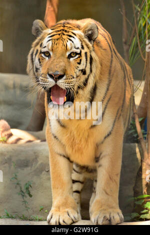 Tiger ist der weltweit größte Vertreter der Familie der Katzen Stockfoto