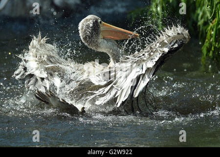 Berlin, Deutschland. 3. Juni 2016. Ein Pelikan trifft die Wasseroberfläche mit seinen Flügeln zum abkühlen und reinigen Sie die Federn im Zoo in Berlin, Deutschland, 3. Juni 2016. Foto: MAURIZIO GAMBARINI/Dpa/Alamy Live News Stockfoto