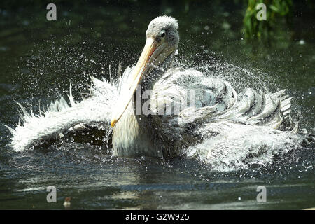 Berlin, Deutschland. 3. Juni 2016. Ein Pelikan trifft die Wasseroberfläche mit seinen Flügeln zum abkühlen und reinigen Sie die Federn im Zoo in Berlin, Deutschland, 3. Juni 2016. Foto: MAURIZIO GAMBARINI/Dpa/Alamy Live News Stockfoto