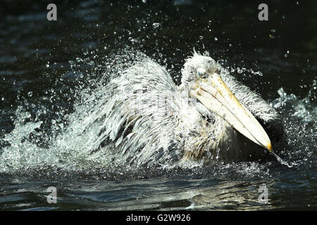 Berlin, Deutschland. 3. Juni 2016. Ein Pelikan trifft die Wasseroberfläche mit seinen Flügeln zum abkühlen und reinigen Sie die Federn im Zoo in Berlin, Deutschland, 3. Juni 2016. Foto: MAURIZIO GAMBARINI/Dpa/Alamy Live News Stockfoto