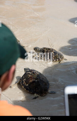 Turtle Release Event an einem nahöstlichen Strand, bei dem Schlüpflinge auf dem Weg zum Meer gezeigt werden Stockfoto