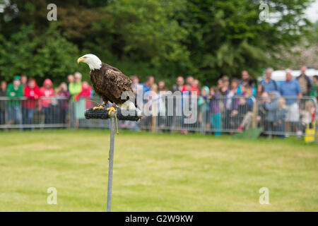 Shepton Mallet, UK. 3. Juni 2016. Bird Of Prey Display im Bad und West Show 2016. James Thomas/Alamy Live-Nachrichten Stockfoto