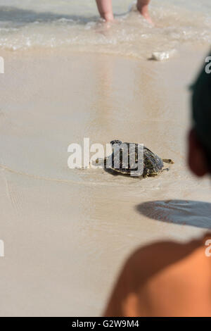 Turtle Release Event an einem Strand im Nahen Osten, bei dem ein Schlüpfling auf dem Weg zum Meer zeigt Stockfoto