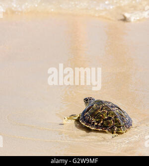 Turtle Release Event an einem Strand im Nahen Osten, bei dem ein Schlüpfling auf dem Weg zum Meer zeigt Stockfoto