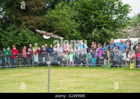 Shepton Mallet, UK. 3. Juni 2016. Bird Of Prey Display im Bad und West Show 2016. James Thomas/Alamy Live-Nachrichten Stockfoto