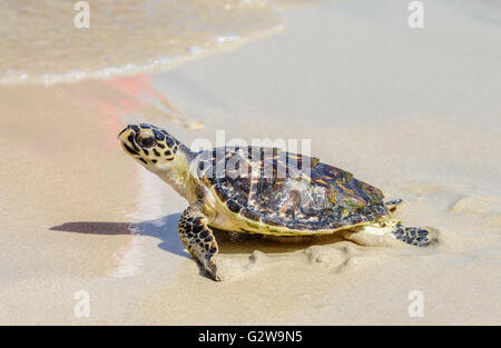 Turtle Release Event an einem Strand im Nahen Osten, bei dem ein Schlüpfling auf dem Weg zum Meer zeigt Stockfoto