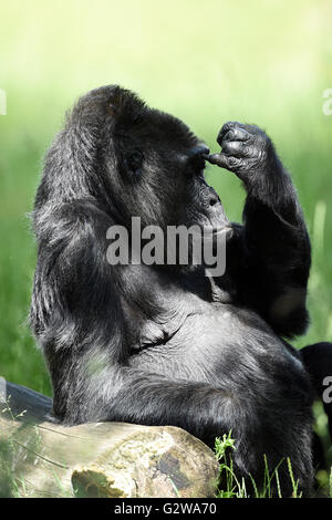 Berlin, Deutschland. 3. Juni 2016. Weiblichen Gorilla "Fatou" genießen Sie die Sonne im Zoo in Berlin, Deutschland, 3. Juni 2016. Die weiblichen Flachlandgorilla reiste aus Westafrika nach Berlin im Jahre 1959, als sie zwei Jahre alt war. Foto: MAURIZIO GAMBARINI/Dpa/Alamy Live News Stockfoto