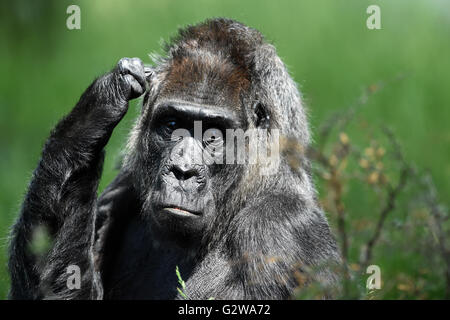 Berlin, Deutschland. 3. Juni 2016. Weiblichen Gorilla "Fatou" genießen Sie die Sonne im Zoo in Berlin, Deutschland, 3. Juni 2016. Die weiblichen Flachlandgorilla reiste aus Westafrika nach Berlin im Jahre 1959, als sie zwei Jahre alt war. Foto: MAURIZIO GAMBARINI/Dpa/Alamy Live News Stockfoto