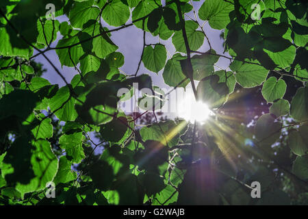 Berlin, Deutschland. 3. Juni 2016. Die Blätter von einem Baum Blitz oben in der Sonne in Berlin, Deutschland, 3. Juni 2016. Foto: PAUL ZINKEN/Dpa/Alamy Live News Stockfoto