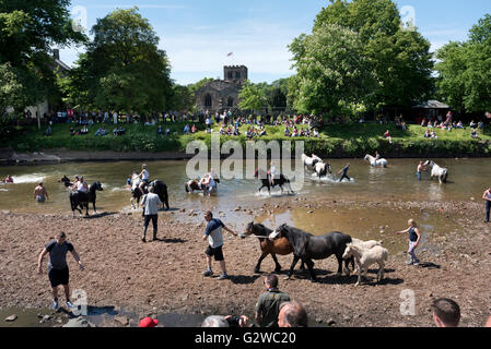 Das traditionelle Pferd waschen im Fluss Eden bei Appleby Horse Fair, Cumbria, UK, 3. Juni 2016 Stockfoto