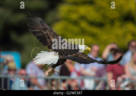 Shepton Mallet, UK. 3. Juni 2016. Bird Of Prey Display mit Ben Potter an der Badewanne und West Show 2016.James Thomas/Alamy Live News Stockfoto