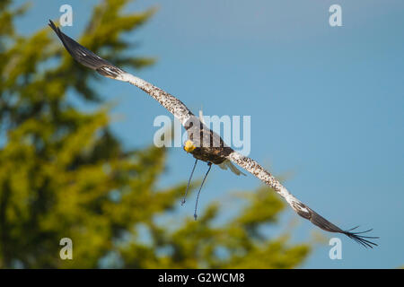 Shepton Mallet, UK. 3. Juni 2016. Bird Of Prey Display mit Ben Potter an der Badewanne und West Show 2016.James Thomas/Alamy Live News Stockfoto