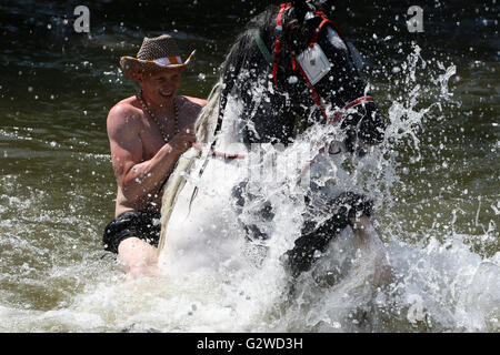 Appleby in Westmorland, Cumbria, England - 3. Juni 2016: Pferde waschen im Fluss Eden vor Handel während der Appleby Horse Fair, ein jährliches Treffen der Roma und fahrenden führt zu platzieren, in der ersten Juniwoche. Appleby Fair ist einzigartig in Europa, rund 10.000 Zigeuner und Reisende anzieht und bis zu 30.000 Besucher. Bildnachweis: AC Bilder/Alamy Live-Nachrichten Stockfoto