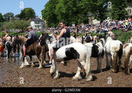 Appleby in Westmorland, Cumbria, England - 3. Juni 2016: Pferde waschen im Fluss Eden vor Handel während der Appleby Horse Fair, ein jährliches Treffen der Roma und fahrenden führt zu platzieren, in der ersten Juniwoche. Appleby Fair ist einzigartig in Europa, rund 10.000 Zigeuner und Reisende anzieht und bis zu 30.000 Besucher. Bildnachweis: AC Bilder/Alamy Live-Nachrichten Stockfoto