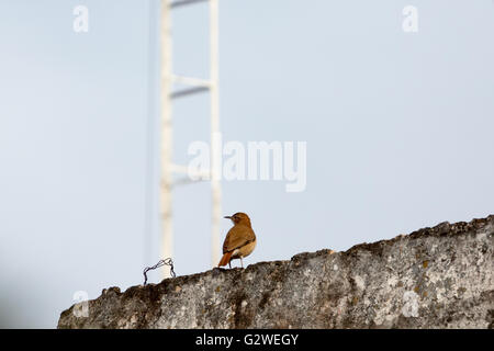 Asuncion, Paraguay. 3rd Juni 2016. Rotkehlchen (Furnarius rufus) Vogel auf dem Dach, wird an sonnigen Tagen in Asuncion, Paraguay, gesehen. Quelle: Andre M. Chang/Alamy Live News Stockfoto