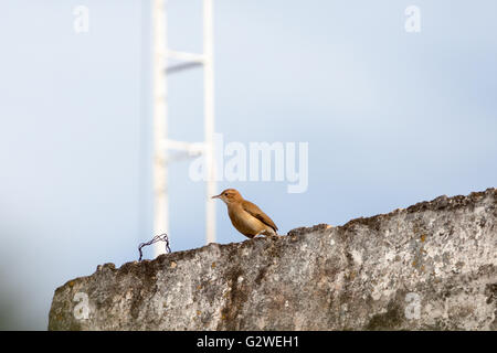 Asuncion, Paraguay. 3rd Juni 2016. Rotkehlchen (Furnarius rufus) Vogel auf dem Dach, wird an sonnigen Tagen in Asuncion, Paraguay, gesehen. Quelle: Andre M. Chang/Alamy Live News Stockfoto