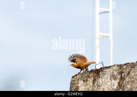 Asuncion, Paraguay. Juni 2016. Hornero (Furnarius rufus) Vogel auf dem Dach mit ausgebreiteten Flügeln, wird an sonnigen Tagen in Asuncion, Paraguay, gesehen. Anm.: Andre M. Chang/Alamy Live News Stockfoto