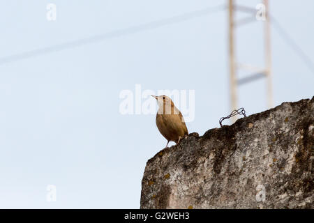 Asuncion, Paraguay. 3rd Juni 2016. Rotkehlchen (Furnarius rufus) Vogel auf dem Dach, wird an sonnigen Tagen in Asuncion, Paraguay, gesehen. Quelle: Andre M. Chang/Alamy Live News Stockfoto