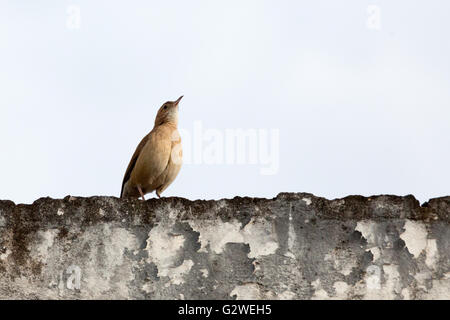 Asuncion, Paraguay. 3rd Juni 2016. Rotkehlchen (Furnarius rufus) Vogel auf dem Dach, wird an sonnigen Tagen in Asuncion, Paraguay, gesehen. Quelle: Andre M. Chang/Alamy Live News Stockfoto