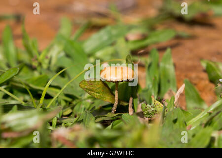Asuncion, Paraguay. Juni 2016. Kleiner winziger Orangenpilz zwischen Grashalmen, der an sonnigen Tagen in Asuncion, Paraguay, zu sehen ist. Anm.: Andre M. Chang/Alamy Live News Stockfoto