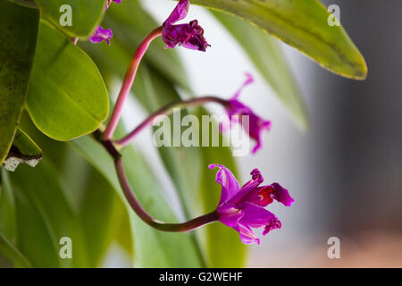 Asuncion, Paraguay. Juni 2016. Rot in rosa, lila Cattleya Orchideenblüten, gesehen an sonnigen Tagen in Asuncion, Paraguay. Quelle: Andre M. Chang/Alamy Live News Stockfoto